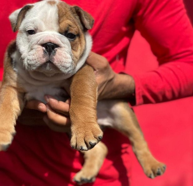 english bulldog pet shop in goa