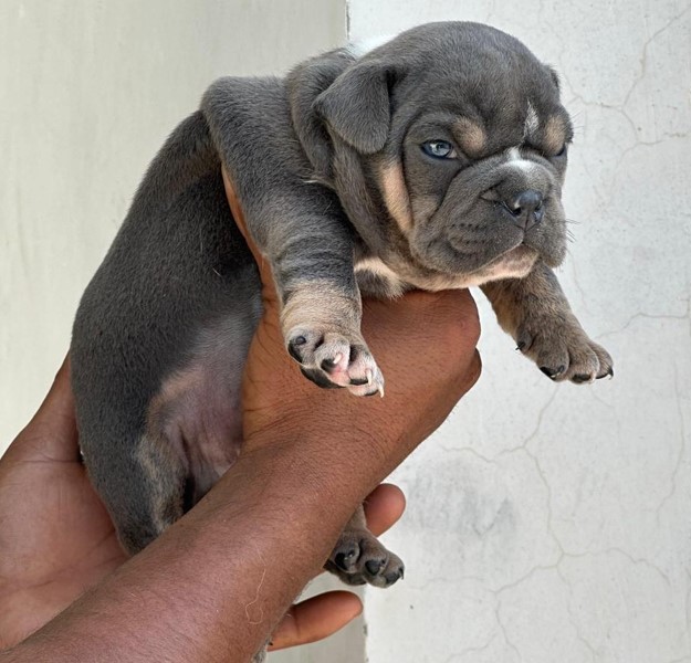 english bulldog dog kennel in goa