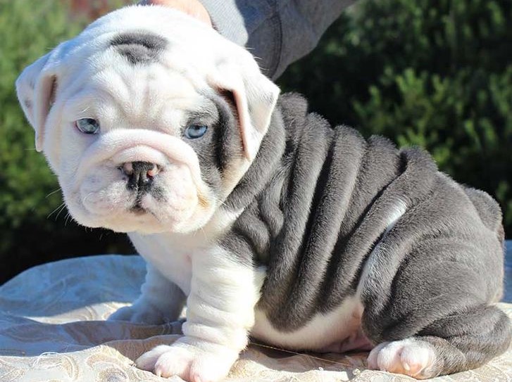 english bulldog dog breeder in goa