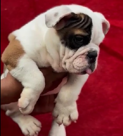 english bulldog pet shop in india