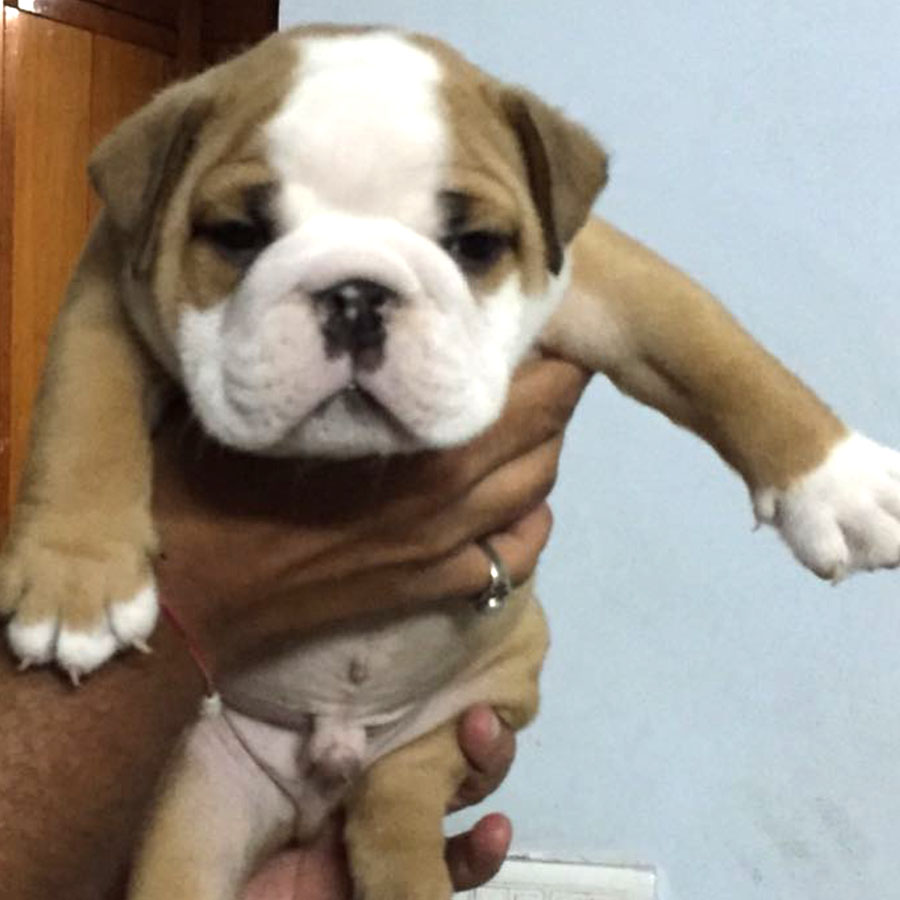 english bulldog kennel in india