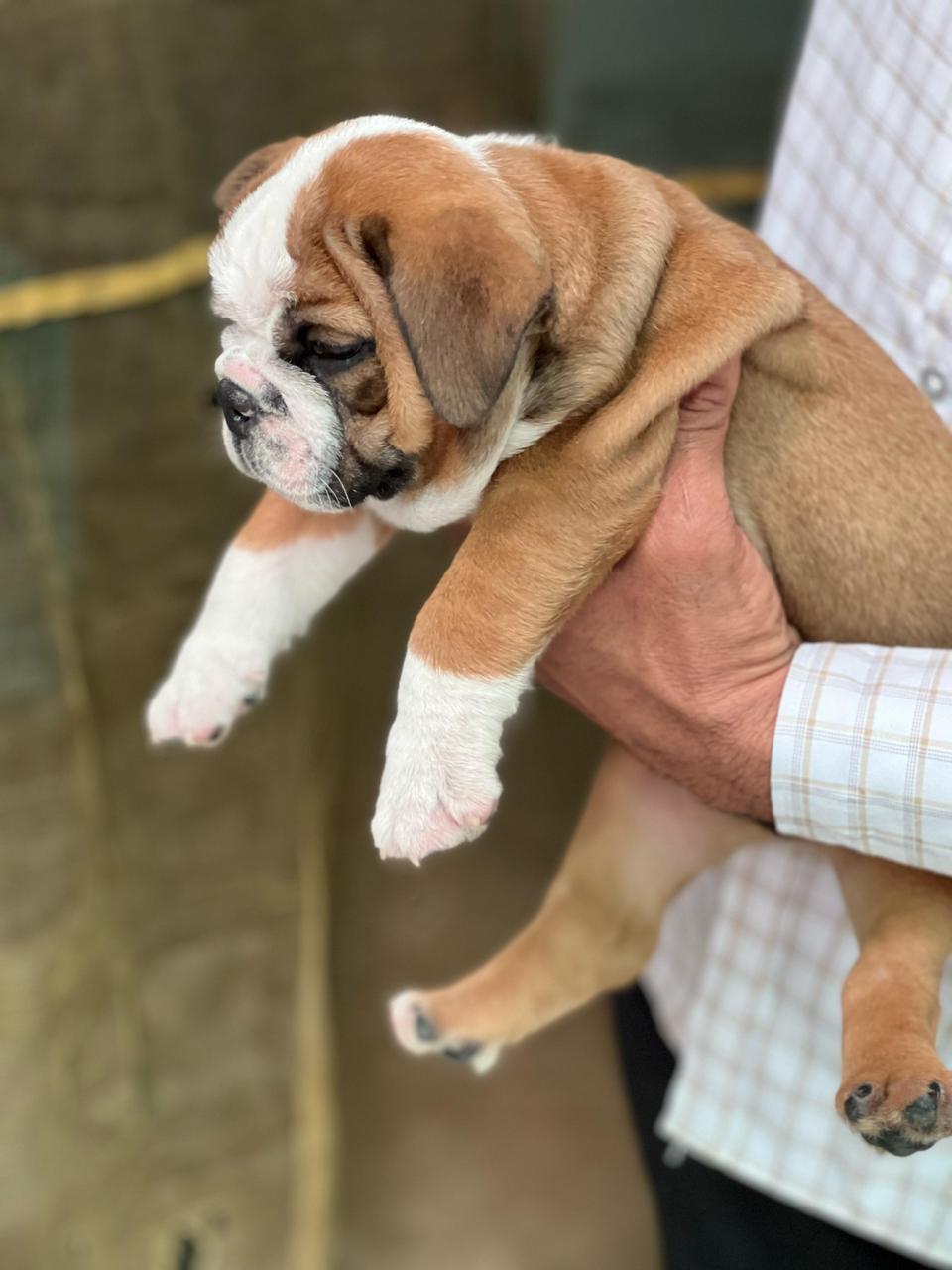 English Bulldog puppy price in Kolkata