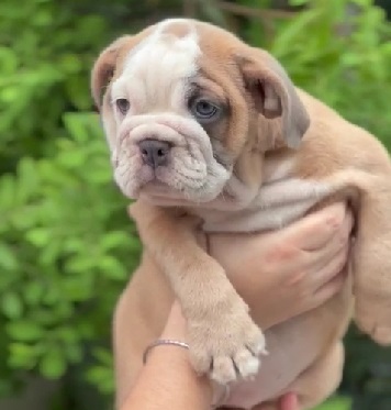 English Bulldog breed price in Kolkata