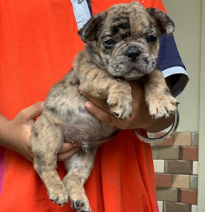 English Bulldog for sale online in Kolkata