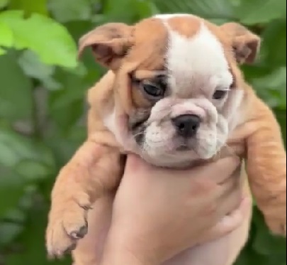 English Bulldog breeder in Kolkata