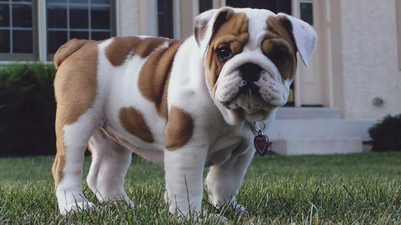 English Bulldog online purchase in Kolkata