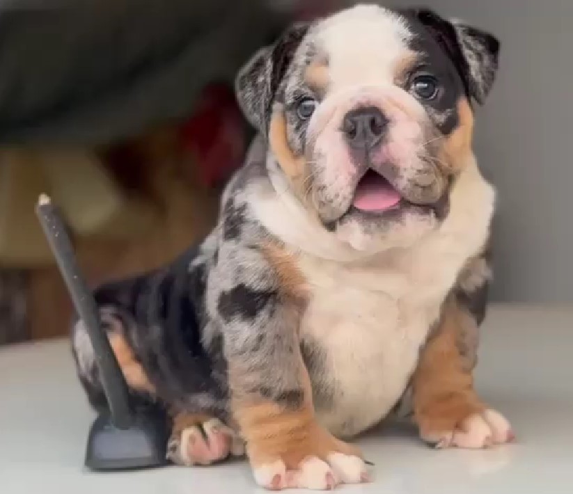 english bulldog male puppies for sale in pune