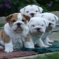 english bulldog price in kolhapur