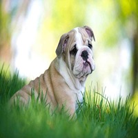 english bulldog puppy price in kolhapur