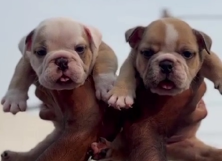 english bulldog price in Aurangabad