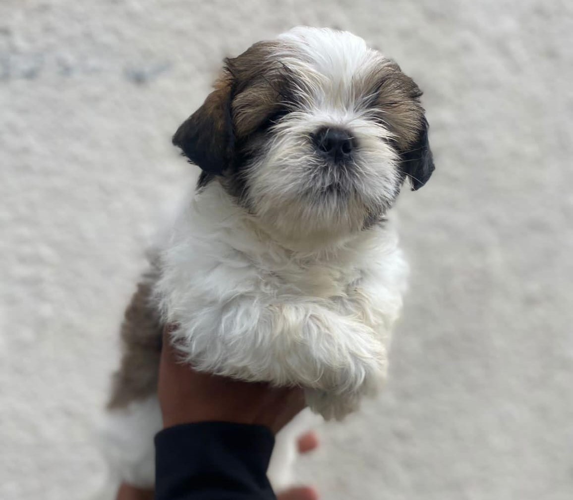  shih tzu puppy price in mumbai