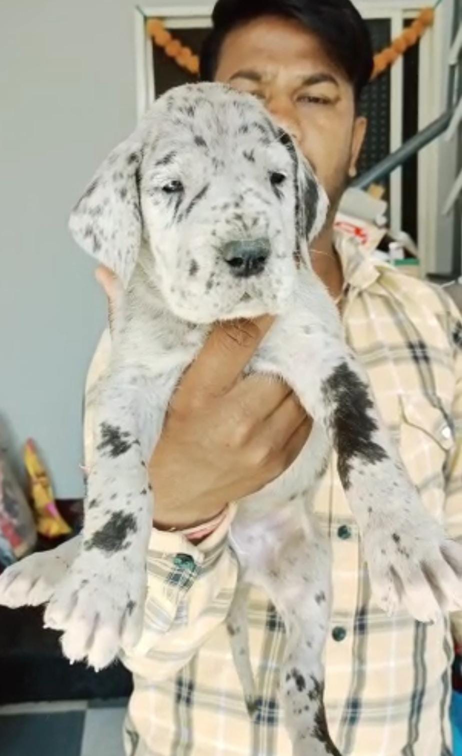 great dane pet shop in nagpur