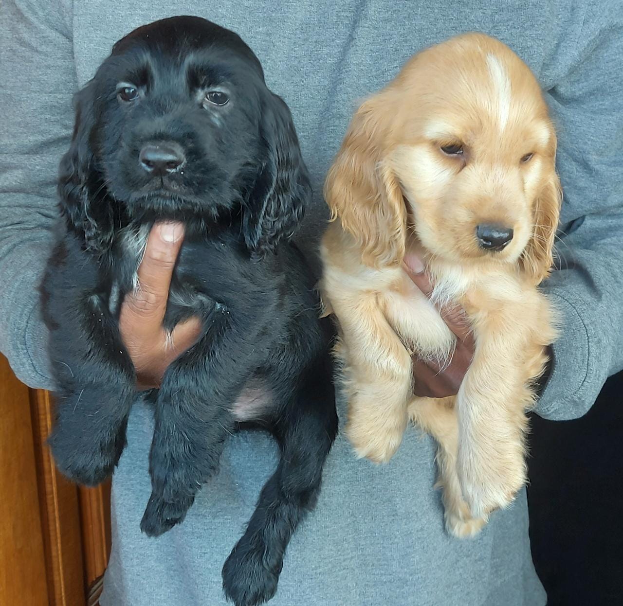 cocker spaniel puppy price in kolhapur