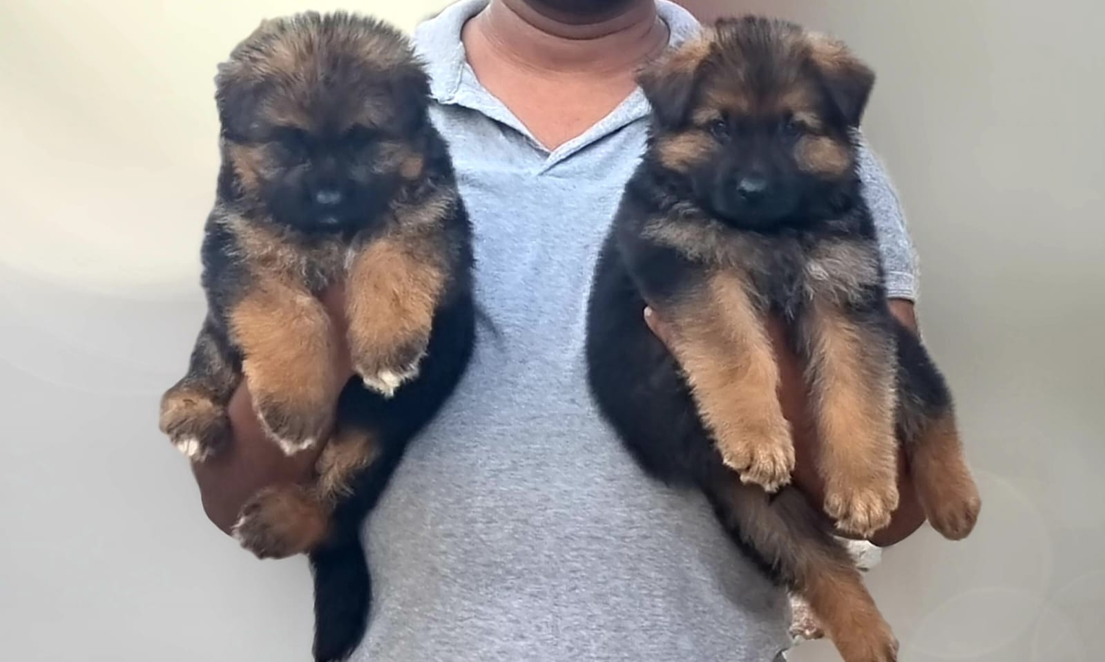  german shephard puppies for sale in kolhapur