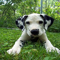 Great dane dog breeder in nashik