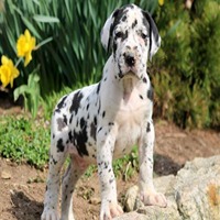 great dane dog breeder in thane