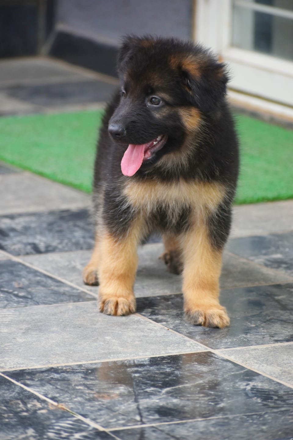 Healthy german shepherd dog breeder in bangalore