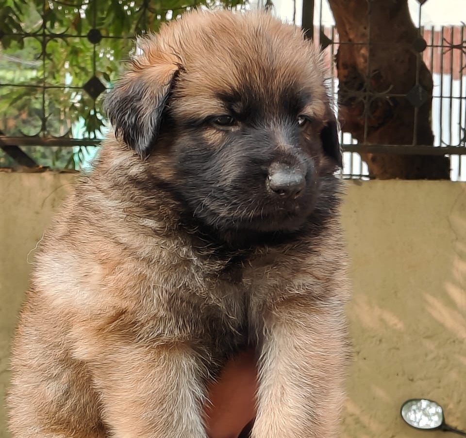  german shephard puppies for sale in bangalore