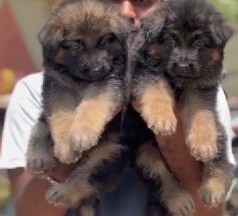 german shepherd puppies for sale online in goa