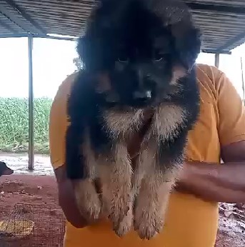 german shepherd dog breeder in goa