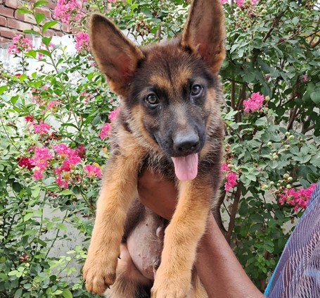 german shepherd dog kennel in goa