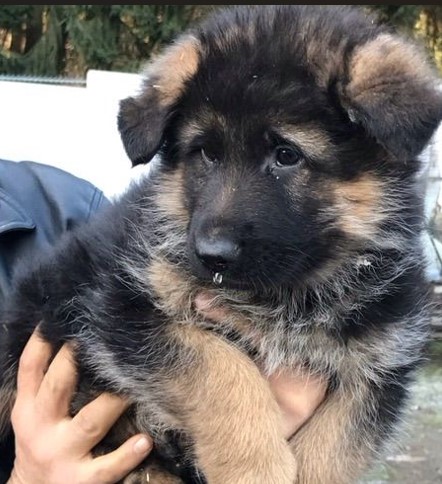 german shepherd male puppy price in goa