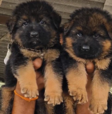 german shepherd female puppies for sale in goa