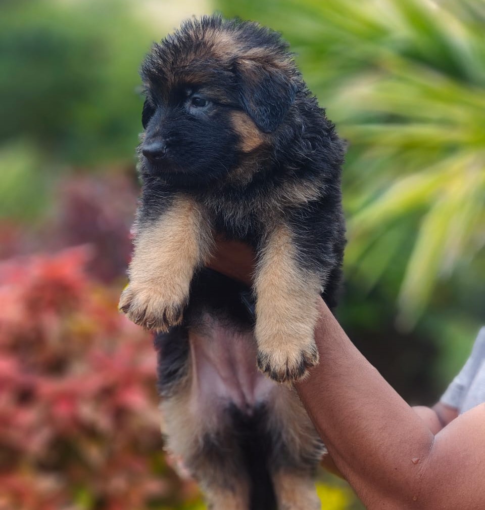 german shepherd puppy price in india