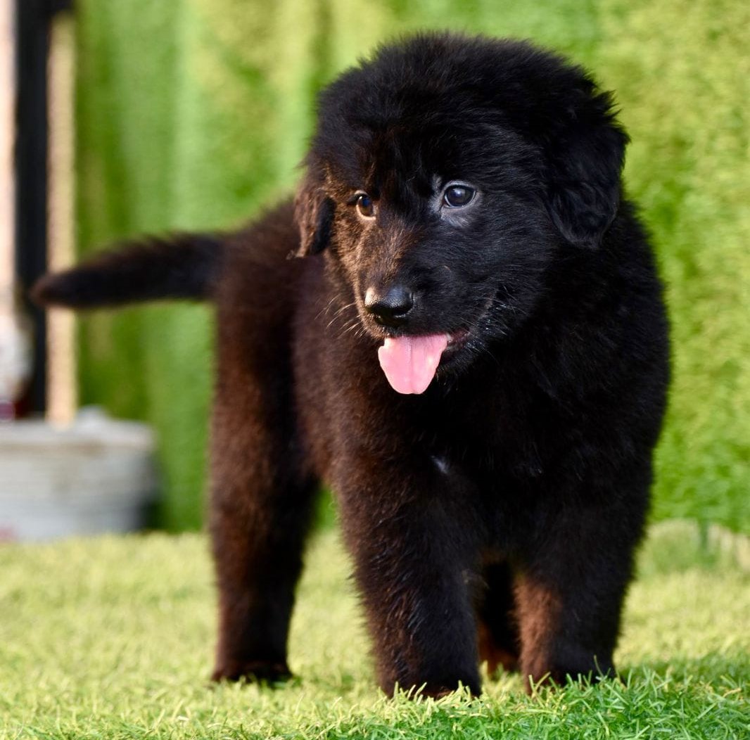 german shepherd dog breeder in india