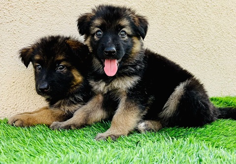  german shephered puppy price in Aurangabad