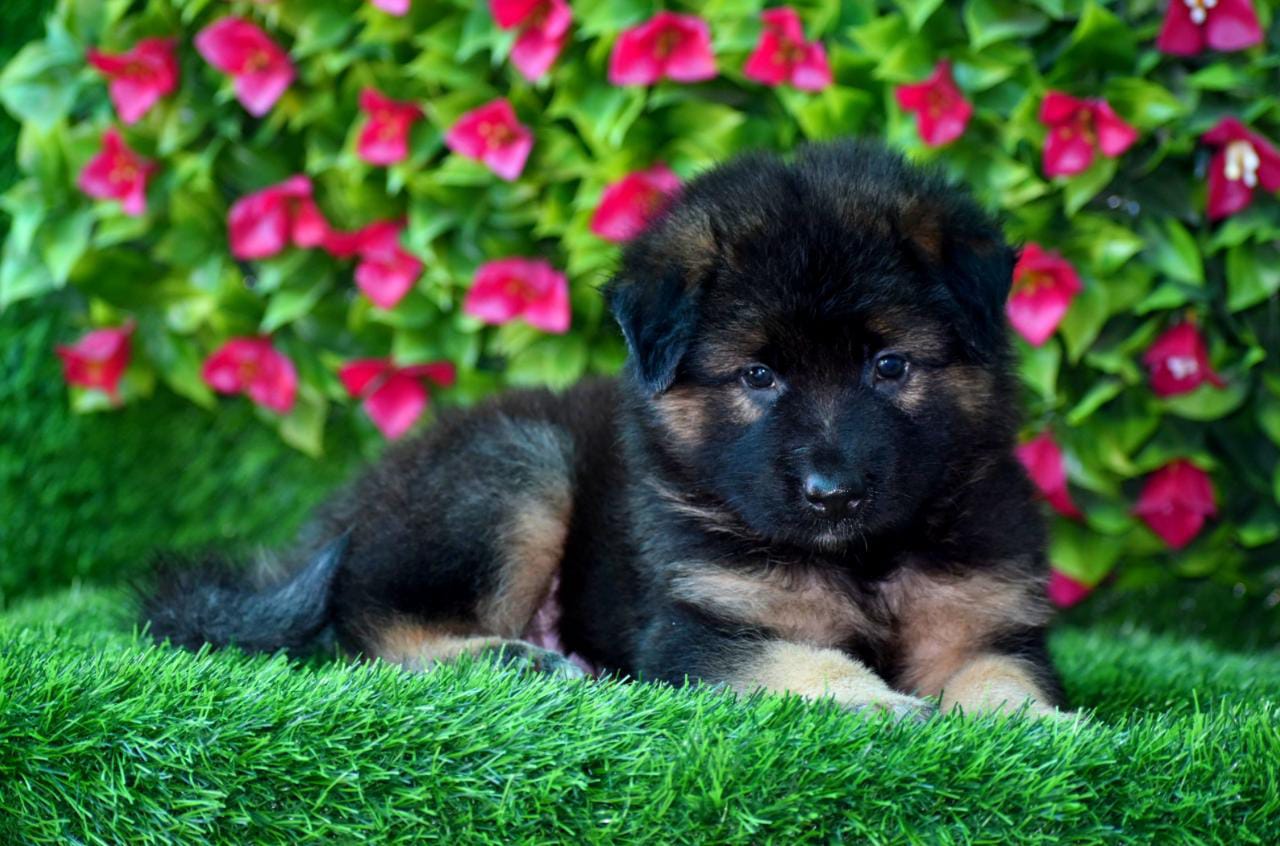  german shephard puppies for sale in Aurangabad