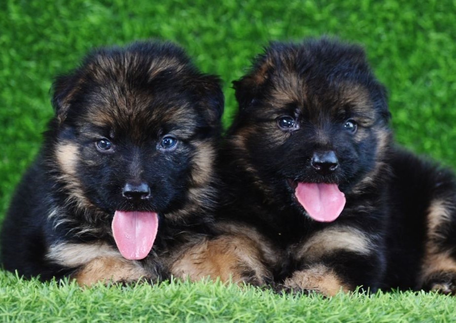  german shephard puppies for sale in pune