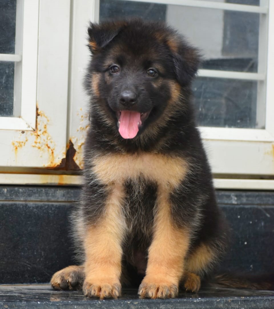 German Shepherd puppy purchase in Andheri Mumbai