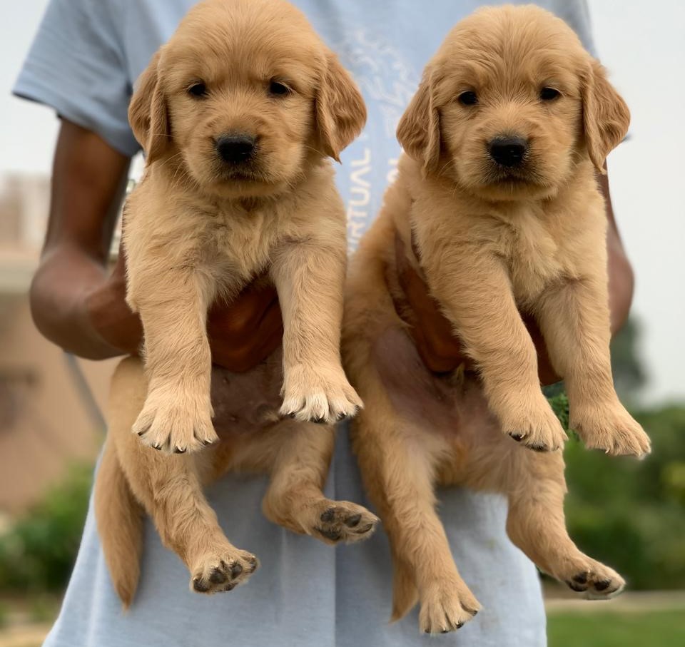 Golden Retriever price in Ahmedabad