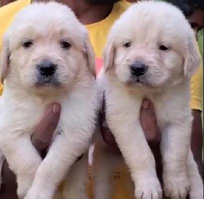 Golden Retriever puppy price in Ahmedabad