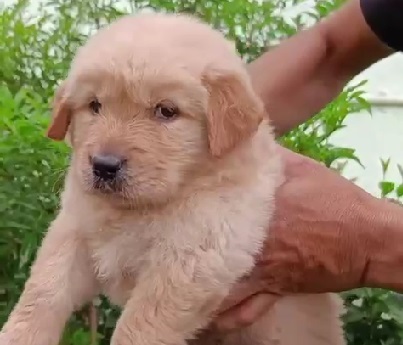 Golden Retriever dog price in Ahmedabad