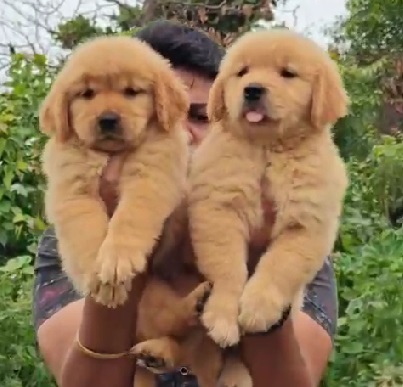 Golden Retriever dog for sale in Ahmedabad