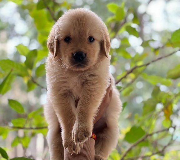 Golden Retriever dog breeder in Ahmedabad