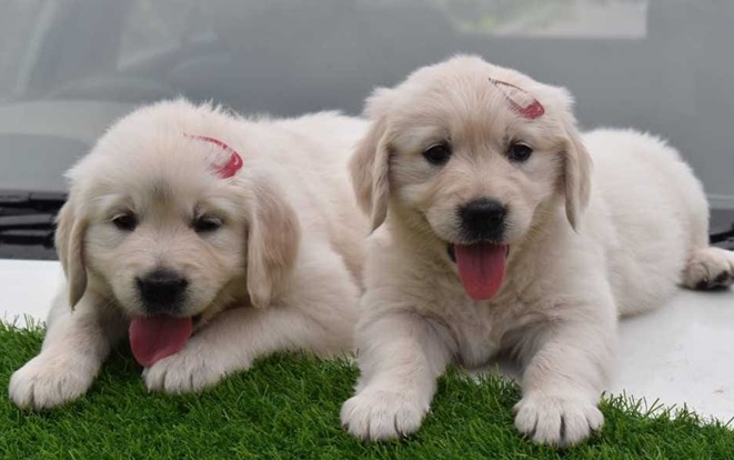 Golden Retriever online purchase in Ahmedabad