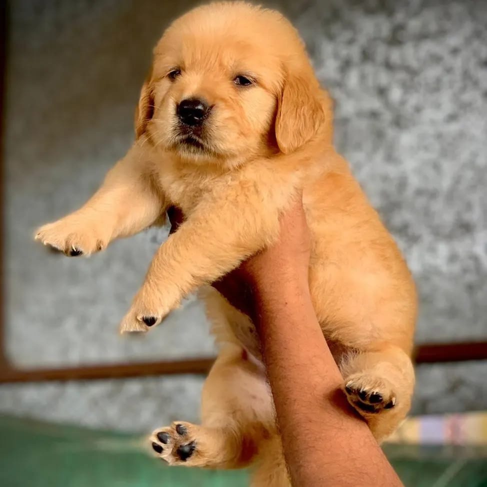  golden retriever dog breeder in bangalore