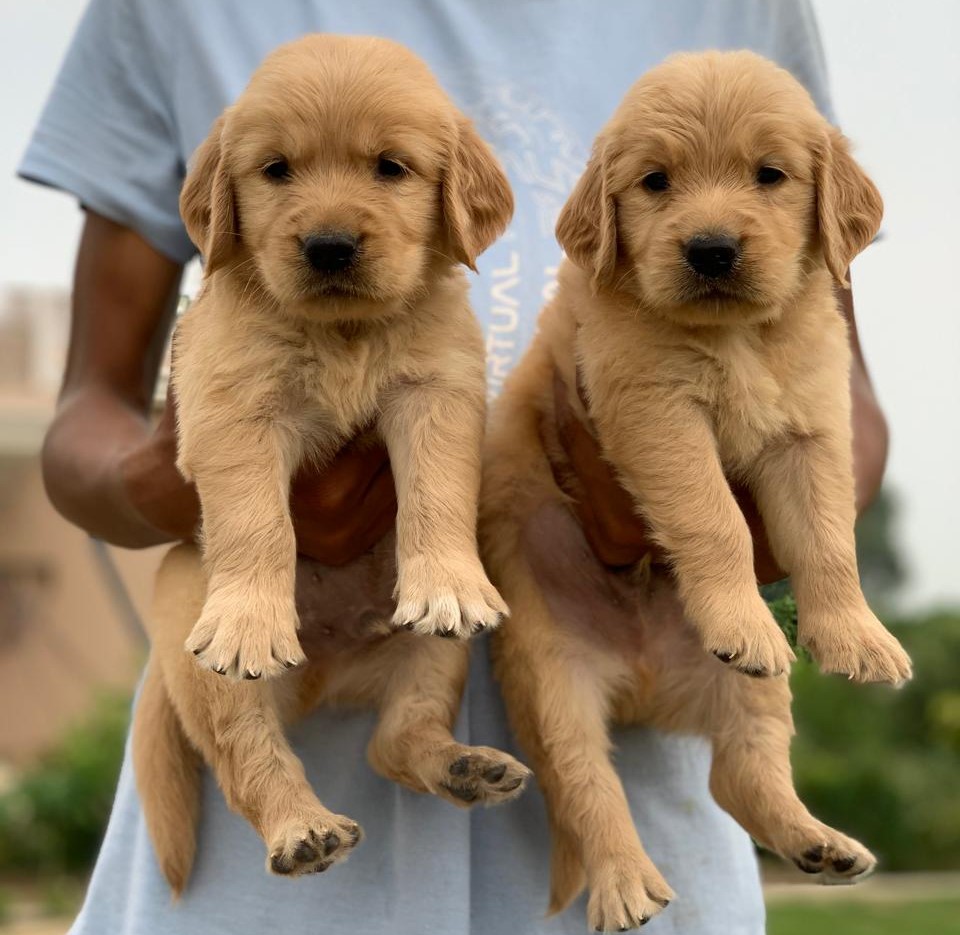 Golden retriever online purchase in india