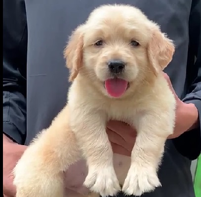 Golden retriever pet shop in india