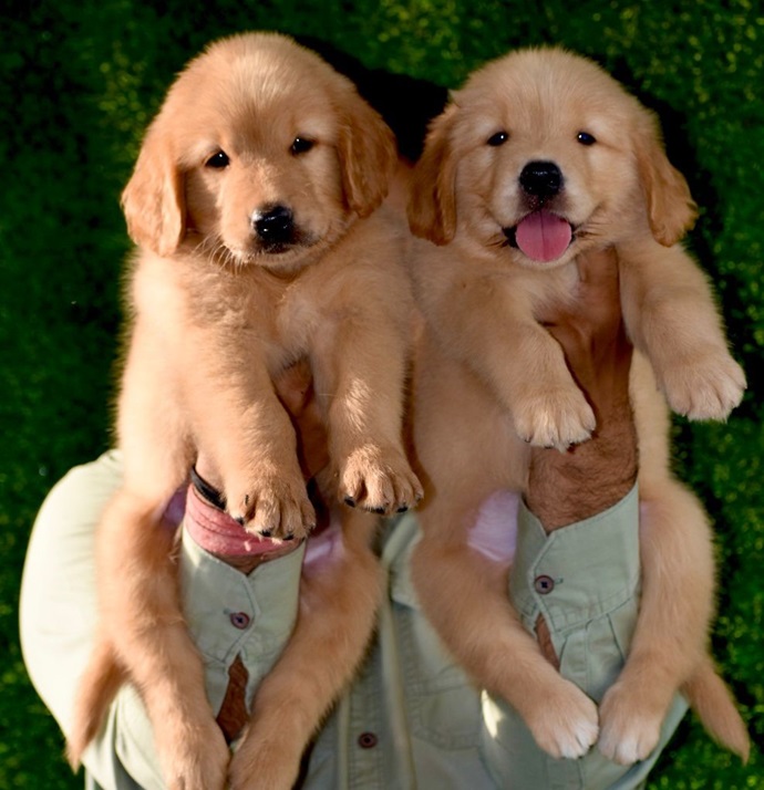 Golden retriever puppy price in india