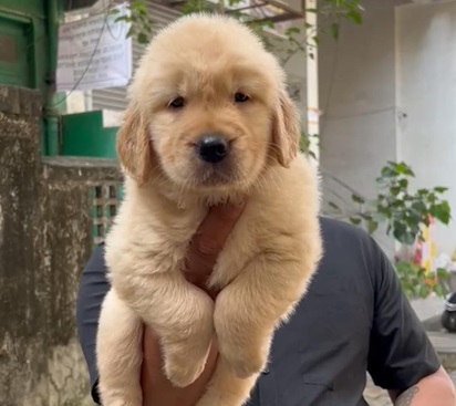 Golden Retriever price in Kolkata