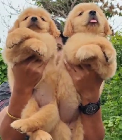 Golden Retriever puppies price in Kolkata