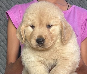 Golden Retriever dog breed price in Kolkata