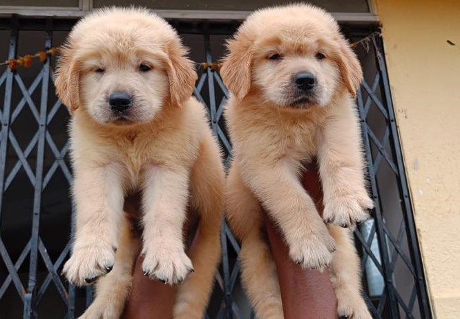 Golden Retriever dog for sale in Kolkata