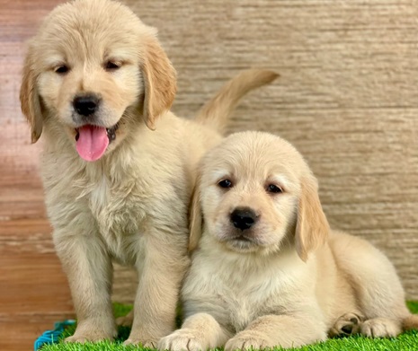 Golden Retriever dog breeder in Kolkata