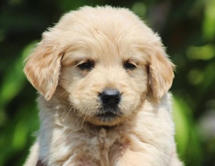 Golden Retriever online purchase in Kolkata