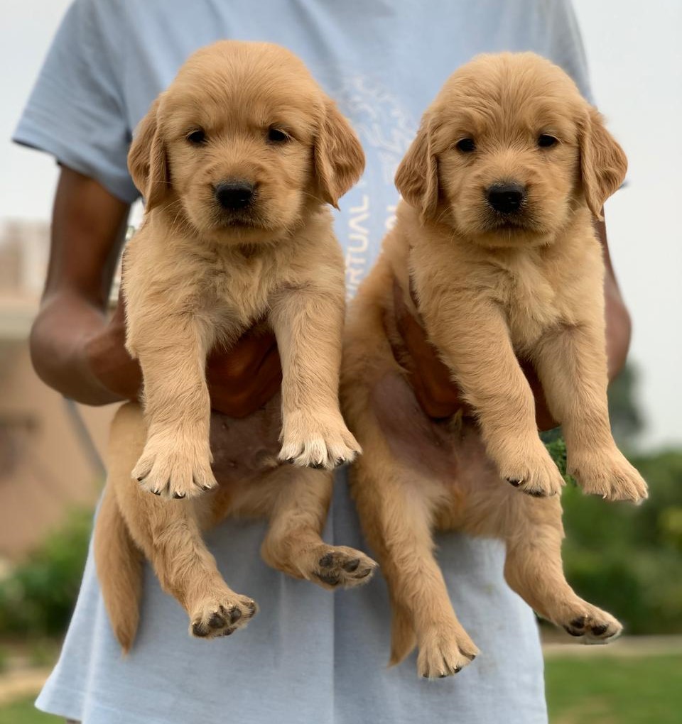  golden retriver puppy price in pune